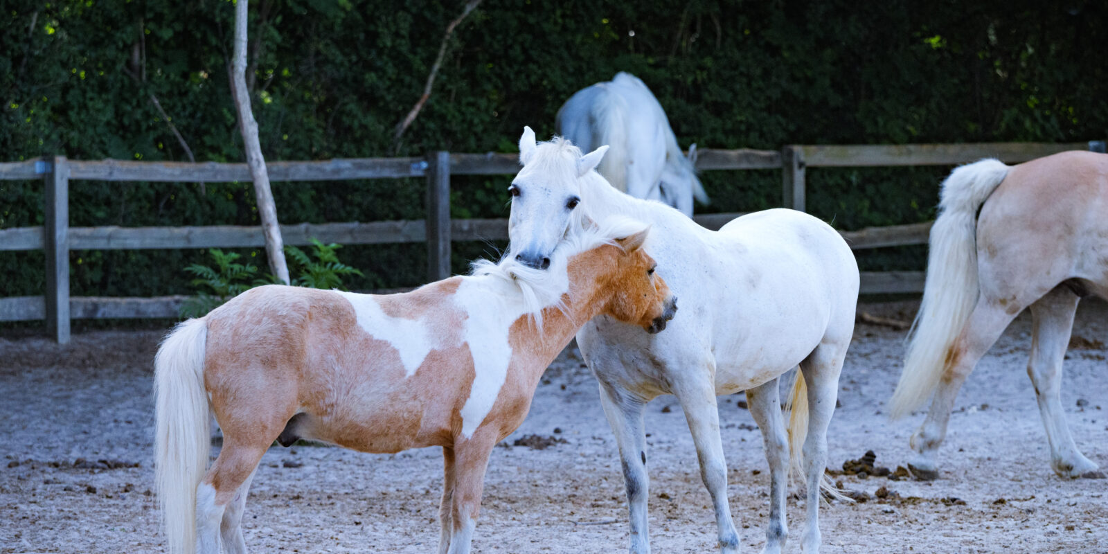 Poney Club